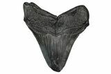 Fossil Megalodon Tooth - South Carolina #340202-1
